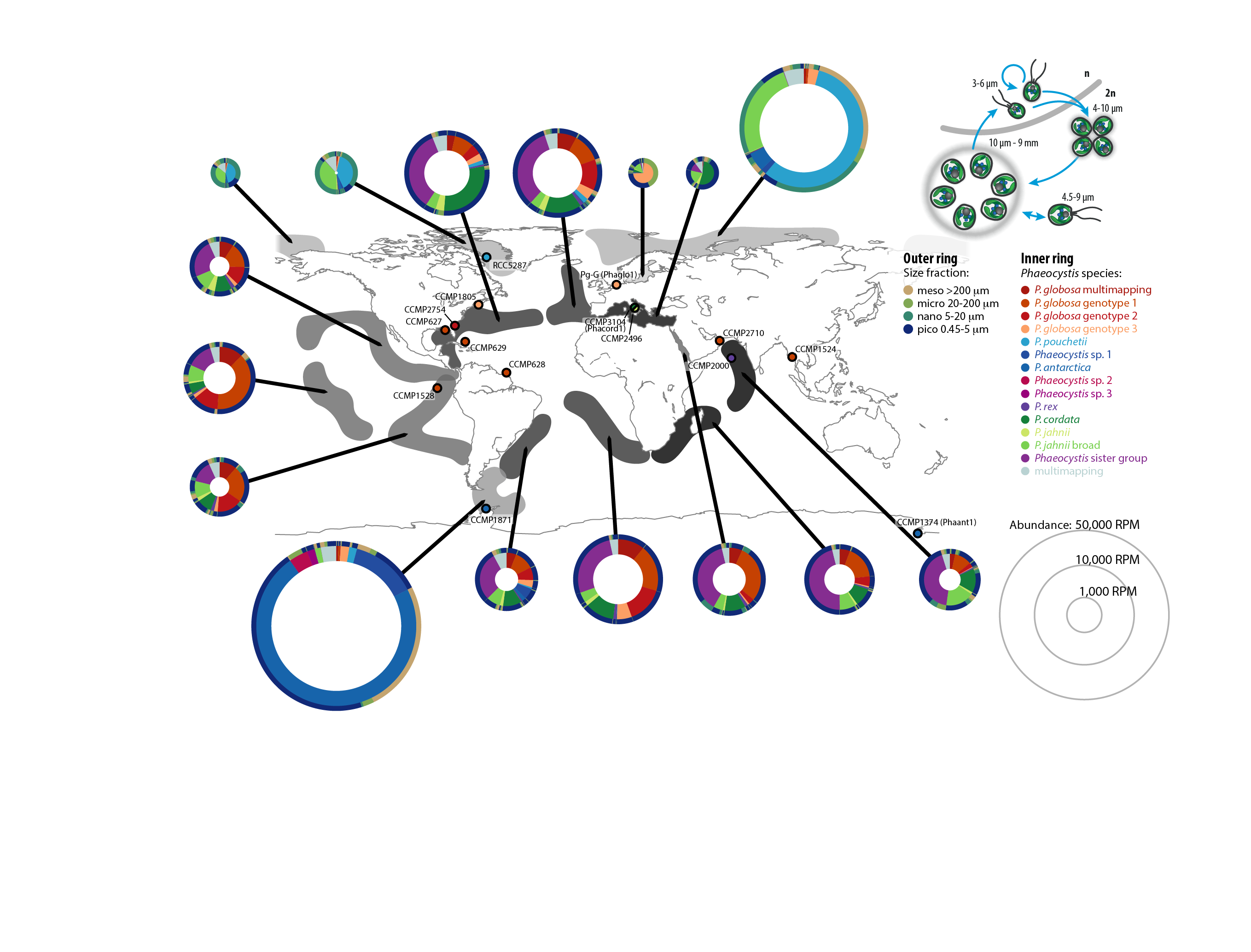 Genome-assisted biogeography of Phaeocystales – Zoltan Füssy