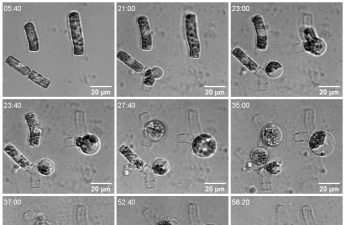 Bacteria-induced lysis of T. rotula – Isobel Short, Clara Martinez-Pérez, Uria Alcolombri