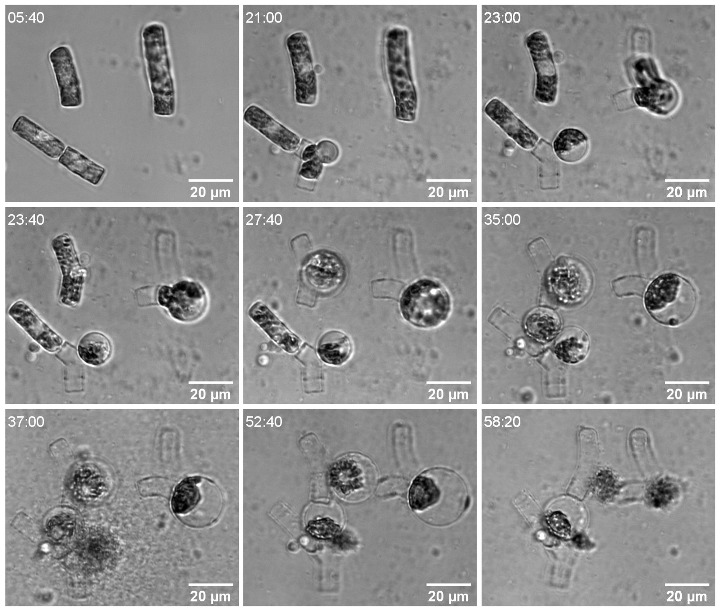 Bacteria-induced lysis of T. rotula – Isobel Short, Clara Martinez-Pérez, Uria Alcolombri